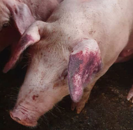 African Swine Fever