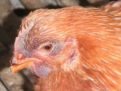 Avian Influenza