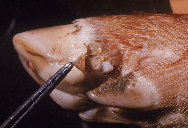 Foot and Mouth Disease